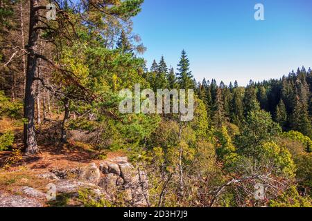 Vecchia foresta di crescita con colori autunnali in un paesaggio roccioso Foto Stock