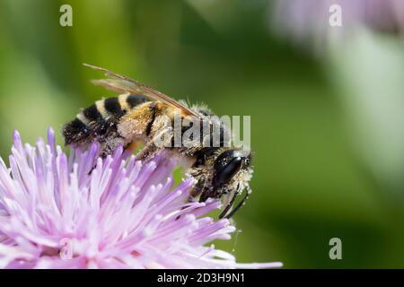 Rainfarn-Herbstsandbiene, Herbstsandbiene, Sandbiene, Weibchen, Andrena denticulata, Gray-banded Mining Bee, Andrenidae, Sandbienen, femmina, mining BE Foto Stock