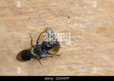 Löcherbiene, Gemeine Löcherbiene, Gewöhnliche Löcherbiene, Weibchen, Löcherbienen, an einer Insekten-Nisthilfe, an Niströhre, Wildbienen-Nisthilfe, He Foto Stock