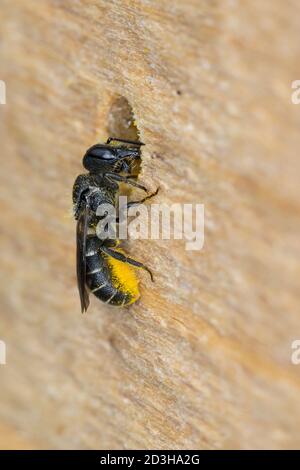 Löcherbiene, Gemeine Löcherbiene, Gewöhnliche Löcherbiene, Weibchen, Löcherbienen, an einer Insekten-Nisthilfe, an Niströhre, Wildbienen-Nisthilfe, He Foto Stock