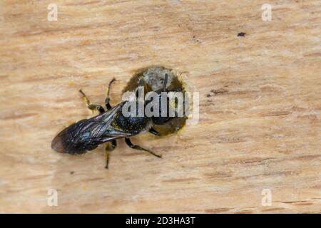 Löcherbiene, Gemeine Löcherbiene, Gewöhnliche Löcherbiene, Weibchen, Löcherbienen, an einer Insekten-Nisthilfe, an Niströhre, Wildbienen-Nisthilfe, He Foto Stock