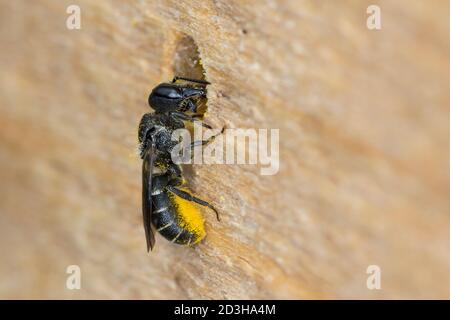 Löcherbiene, Gemeine Löcherbiene, Gewöhnliche Löcherbiene, Weibchen, Löcherbienen, an einer Insekten-Nisthilfe, an Niströhre, Wildbienen-Nisthilfe, He Foto Stock