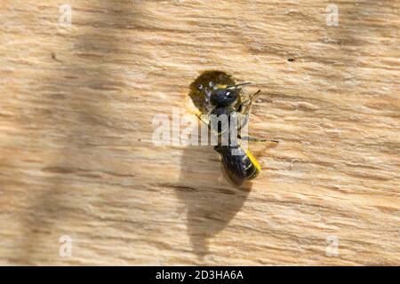 Löcherbiene, Gemeine Löcherbiene, Gewöhnliche Löcherbiene, Weibchen, Löcherbienen, an einer Insekten-Nisthilfe, an Niströhre, Wildbienen-Nisthilfe, He Foto Stock