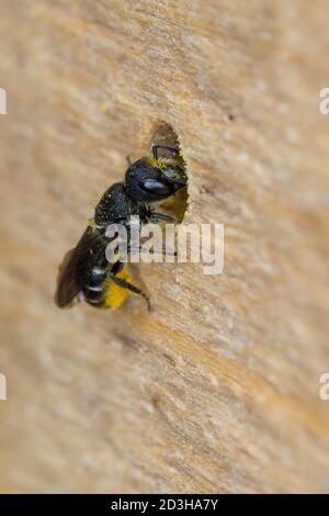 Löcherbiene, Gemeine Löcherbiene, Gewöhnliche Löcherbiene, Weibchen, Löcherbienen, an einer Insekten-Nisthilfe, an Niströhre, Wildbienen-Nisthilfe, He Foto Stock