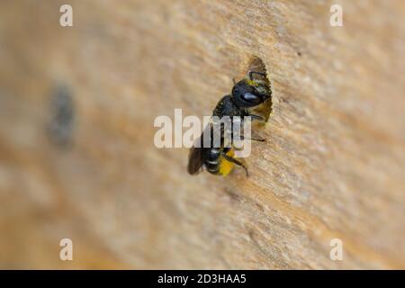 Löcherbiene, Gemeine Löcherbiene, Gewöhnliche Löcherbiene, Weibchen, Löcherbienen, an einer Insekten-Nisthilfe, an Niströhre, Wildbienen-Nisthilfe, He Foto Stock