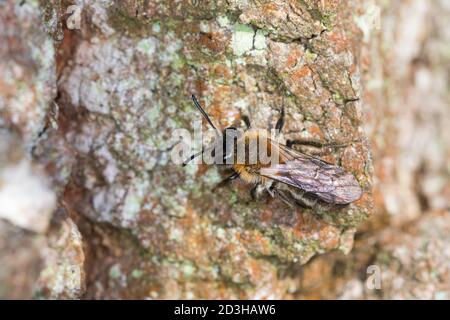 Frühe Weidensandbiene, Frühe Weiden-Sandbiene, Weidensandbiene, Weiden-Sandbiene, Frühe Sandbiene, Sandbiene, Weibchen, Andrena cf. Praecox, Small SAL Foto Stock