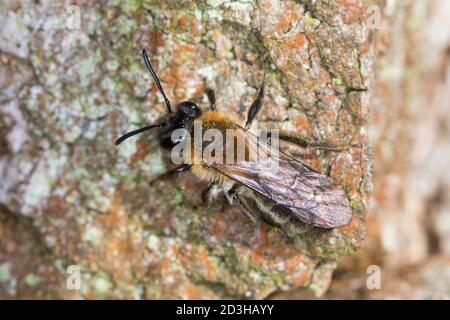 Frühe Weidensandbiene, Frühe Weiden-Sandbiene, Weidensandbiene, Weiden-Sandbiene, Frühe Sandbiene, Sandbiene, Weibchen, Andrena cf. Praecox, Small SAL Foto Stock