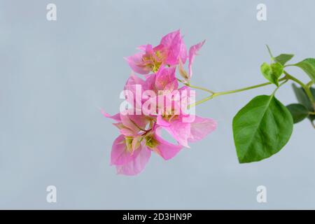 Fiori di bouganvillea rosa in vaso di fiori bianchi. Grigio su sfondo. Foto Stock