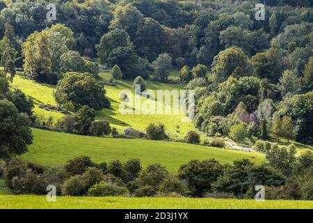 Popes Wood un bosco misto sulla scarpata Cotswold a Kites Hill vicino a Prinknash Abbey sul Cotswolds vicino a Upton St Leonards, Gloucestershire UK Foto Stock