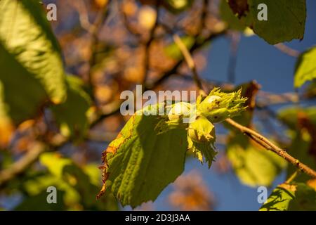 Coltivando Hazelnut nei loro grappoli e foglie che si sviluppano su un albero di nocciolo attorcigliato. Uno scatto macro Foto Stock