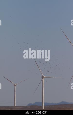 Gregge di cicogne bianche con Windfarm fermato in un successo azione di arresto su richiesta Foto Stock