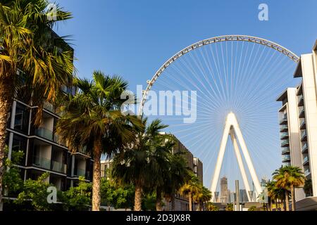 Dubai, Emirati Arabi Uniti, 06/09/20. Dubai Eye (Ain Dubai by Meraas) la ruota panoramica più grande del mondo, con le prime cabine per passeggeri installate e le palme intorno. Foto Stock