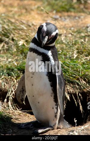 Ritratto di un pinguino Magellanico sull'isola di Magdalena, Cile. Foto Stock