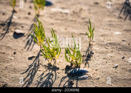 Vegetazione fresca che spinge attraverso la sabbia a bassa marea a Traeth Dulas, Anglesey, Galles Foto Stock