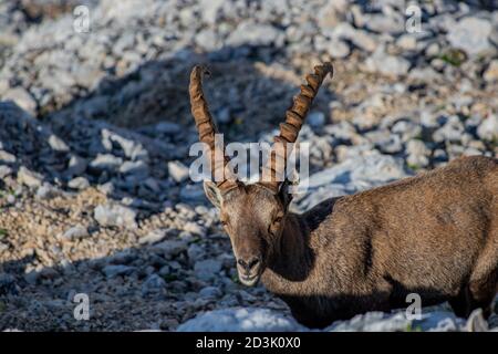 Ibex cercando di telecamera in alte alpi Foto Stock