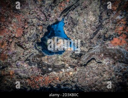 Curioso pesce burrfish puntato con un grande occhio che si sbircia un buco nel corallo Foto Stock