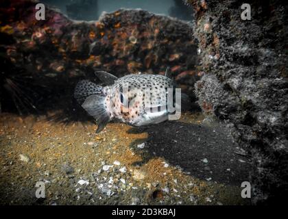 Curioso pesce Burrfish puntato in fondo all'oceano Indiano Foto Stock