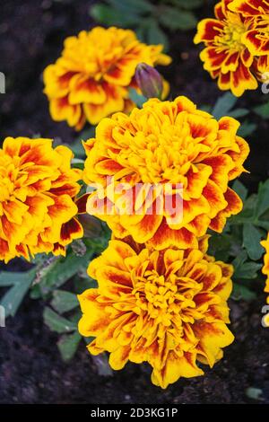 Delicate marigolette giallo-arancio su un letto fiorito in un parco. Foto Stock