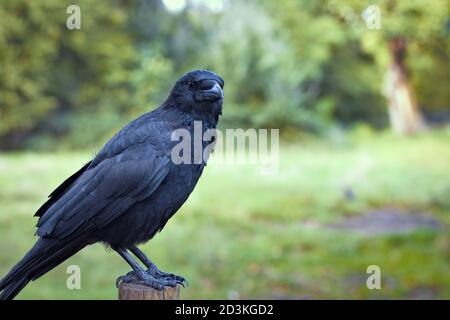 Grande corvo nero appollaiato su un palo di recinzione pazientemente dentro un parco Foto Stock