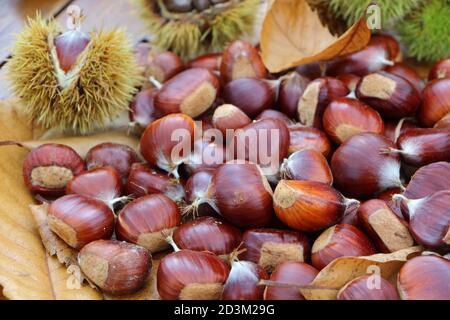 Le castagne, morto le foglie e i cartocci dopo la raccolta in un bosco in autunno Foto Stock