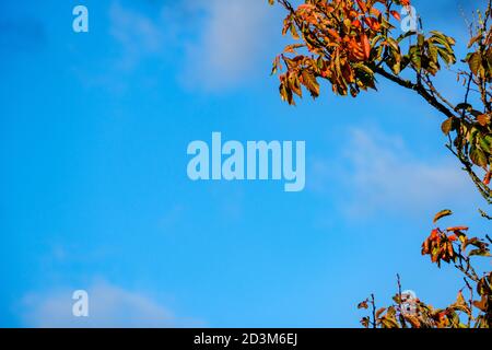 Foglie di faggio autunnali decorano un bel cielo blu UK Foto Stock