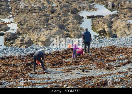 La famiglia pesca a piedi nelle rocce a bassa marea In Bretagna Foto Stock