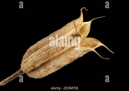 Aquilegia vulgaris, colonna comune, Gemeine Akelei, primo piano, frutta Foto Stock