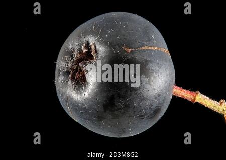 Aronia melanocarpa, Black chokeberry, Schwarze Apfelbeere, primo piano, frutta Foto Stock