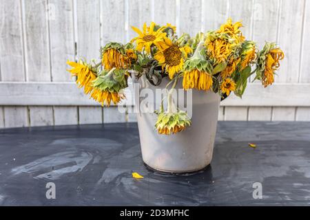 Un mazzo di girasoli vecchi in un secchio di plastica bianco. Foto di alta qualità Foto Stock