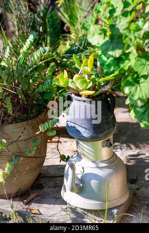 Idee di piantatrice riutilizzate. Bollitori di seconda mano, pentole, teiera vecchia si trasformano in vasi di fiori da giardino. Design del giardino riciclato e stile di vita a basso consumo. Fuoco selettivo su succulente. Foto Stock