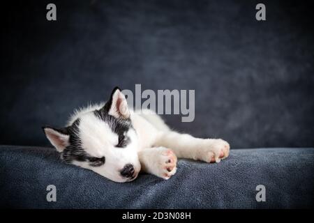 Un piccolo cucciolo di cane bianco razza Husky siberiano con gli occhi blu bella dormire su tappeto grigio. Fotografia di cani e animali domestici Foto Stock