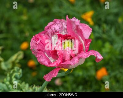 Papavero rosa, parzialmente aperto Foto Stock