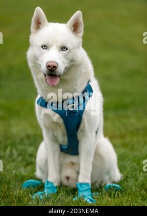 Scarpe di protezione da zampa da uomo White Siberian Husky. Foto Stock