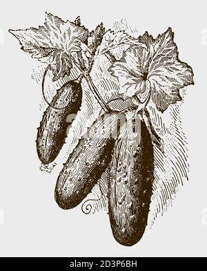 Tre cetrioli che crescono su una vite. Illustrazione dopo un'incisione antica del 19 ° secolo Illustrazione Vettoriale
