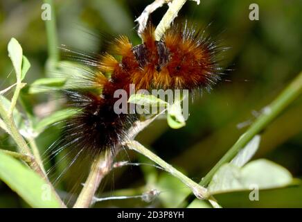 bruco arancione con capelli bianchi e neri sulla foglia in foresta tropicale Foto Stock