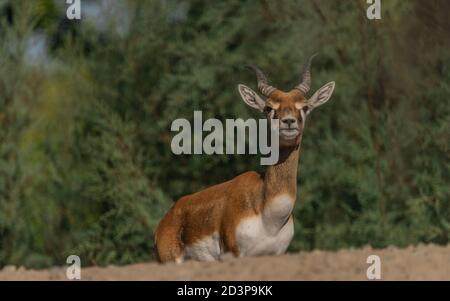 Antelope animale su roccia con foglia di colore foresta sullo sfondo Foto Stock