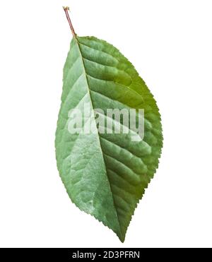 Foglia di ciliegio verde isolato primo piano Foto Stock