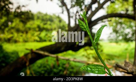 La Basella alba è una vite commestibile perenne della famiglia delle Basellaceae. Si trova in Asia tropicale & Africa dove è ampiamente usato come una foglia vegetale Foto Stock