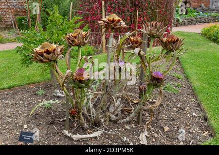 Un carciofo (Cynara scolymus) nel giardino murato di Tudor, Barne del Tempio di Cessing, Essex, Regno Unito. Foto Stock