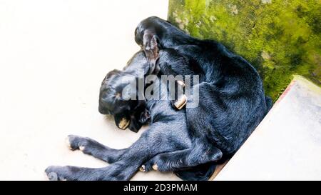 Una scena d'amore tra due caprine addormentate. Foto Stock