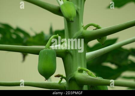 Papaya verde che il frutto degli angeli-closeup Foto Stock