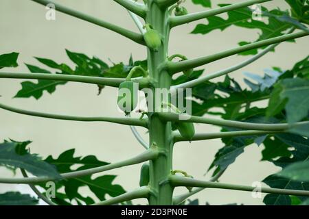 Papaya verde che il frutto degli angeli-closeup Foto Stock