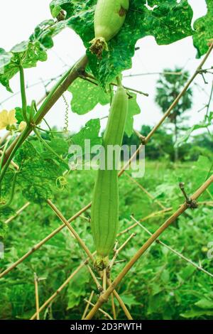 Dhuncal è il nome locale e il nome scientifico è Luffa aegyptiaca. Si tratta di una deliziosa verdura di impasto.