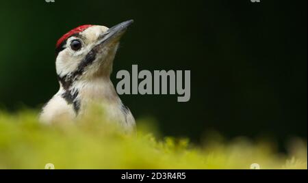 Primo piano ritratto di Juvenile Great Spotted Woodpecker ( Dendrocopos maggiore ) Sul pavimento mussoso della foresta che mostra il cappello rosso 2020 agosto Foto Stock