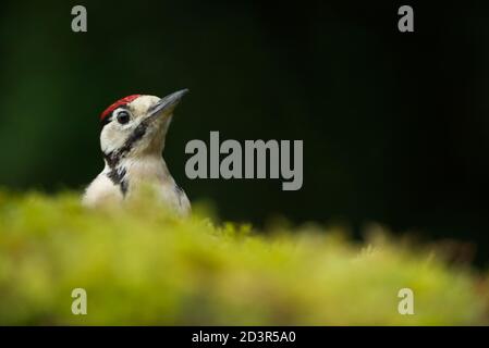 Primo piano ritratto di Juvenile Great Spotted Woodpecker ( Dendrocopos maggiore ) Sul pavimento mussoso della foresta che mostra il cappello rosso 2020 agosto Foto Stock