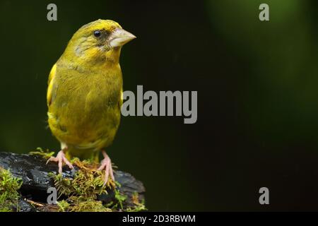 Adulto maschio europeo Greefinch ( chloris chloris ) su muschio che mostra luminoso e colorato piumaggio, Galles 2020 Foto Stock