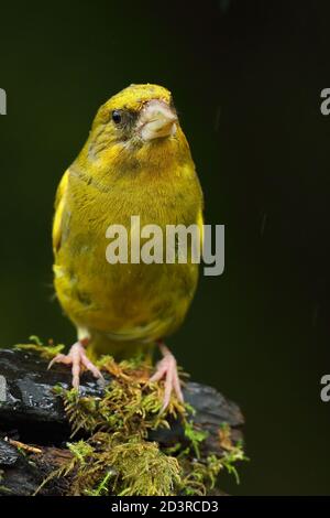 Adulto maschio europeo Greefinch ( chloris chloris ) su muschio che mostra luminoso e colorato piumaggio, Galles 2020 Foto Stock