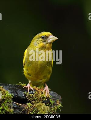 Adulto maschio europeo Greefinch ( chloris chloris ) su muschio che mostra luminoso e colorato piumaggio, Galles 2020 Foto Stock