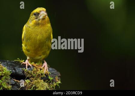 Adulto maschio europeo Greefinch ( chloris chloris ) su muschio che mostra luminoso e colorato piumaggio, Galles 2020 Foto Stock