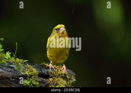 Adulto maschio europeo Greefinch ( chloris chloris ) su muschio che mostra luminoso e colorato piumaggio, Galles 2020 Foto Stock